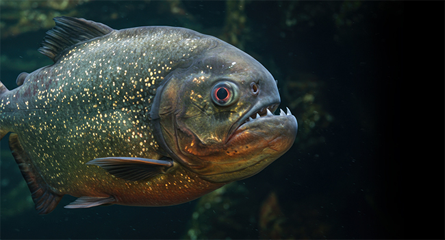 rssimg_68caa2c4cccfb