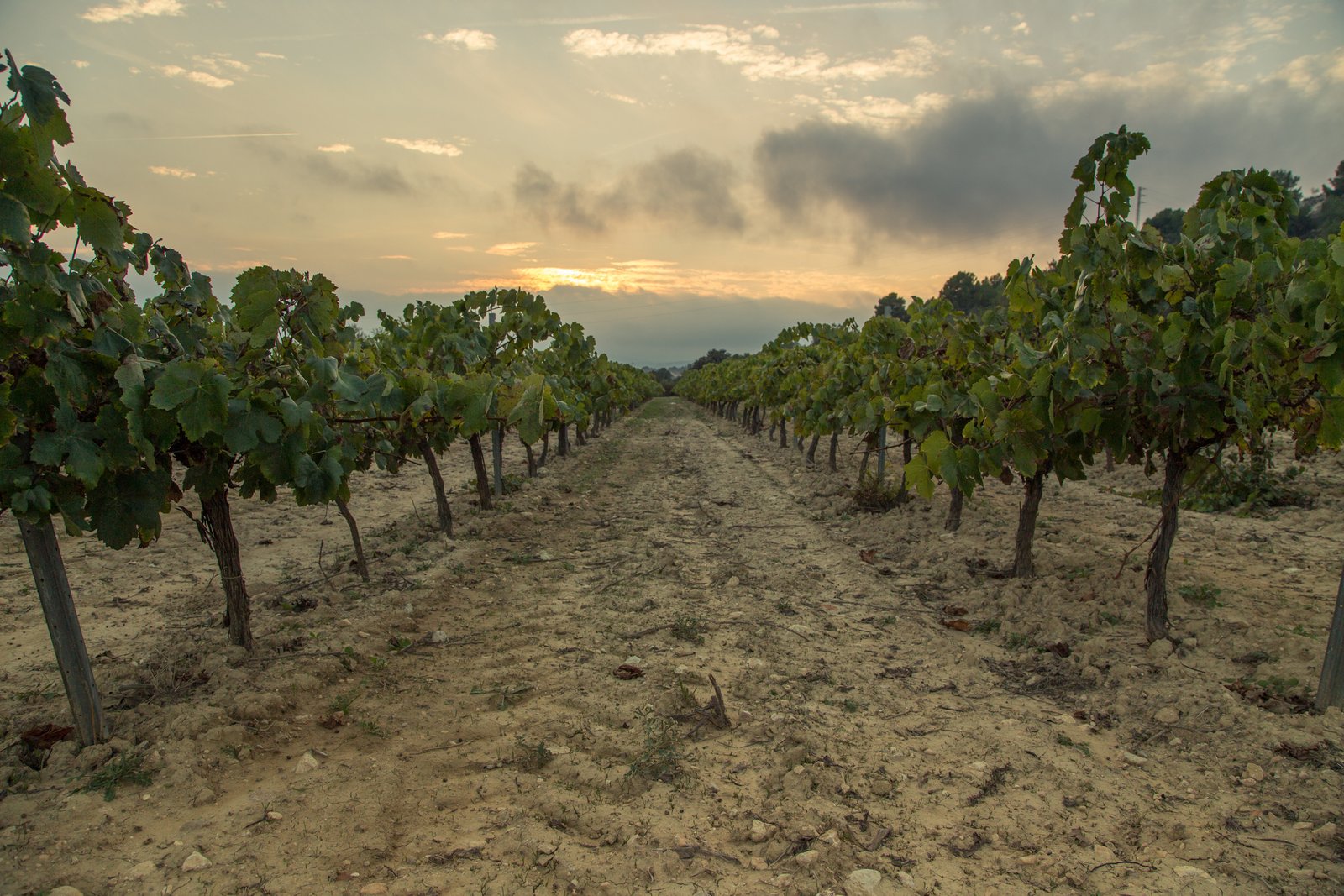 rssimg_68dfbac32449e