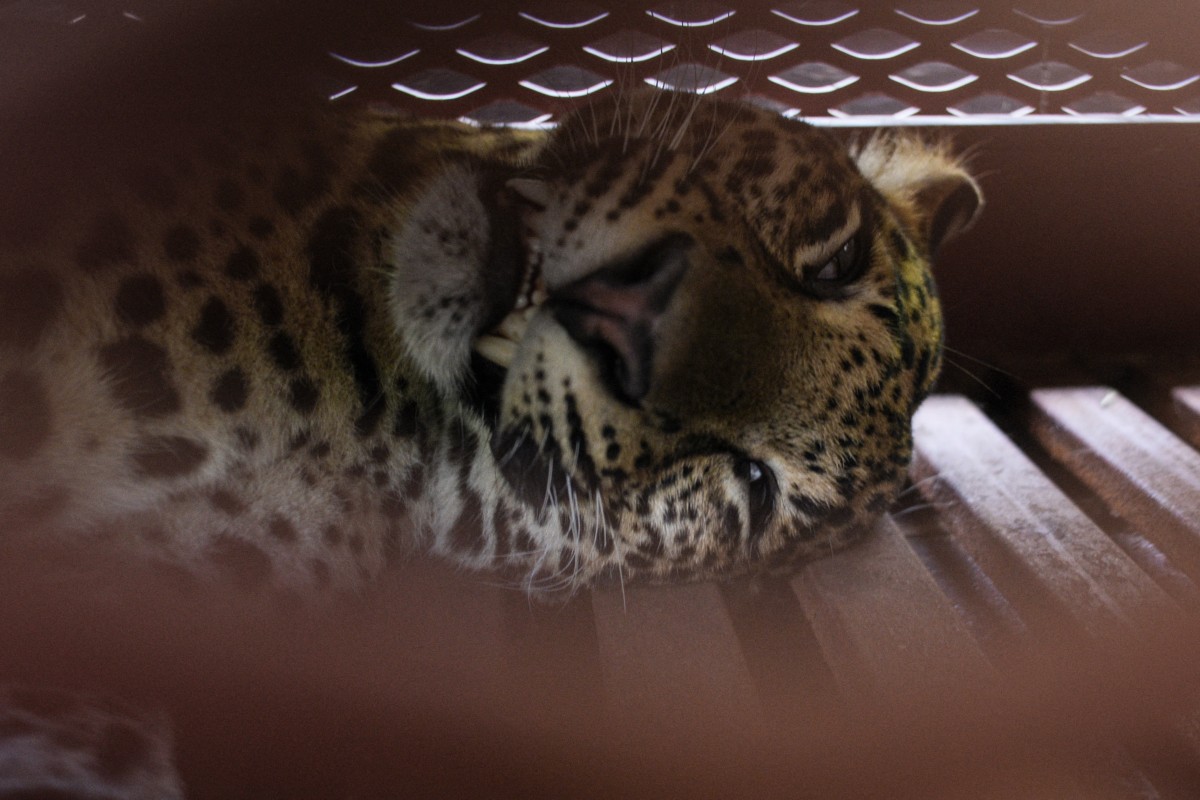 rssimg_68e3bd5620d10