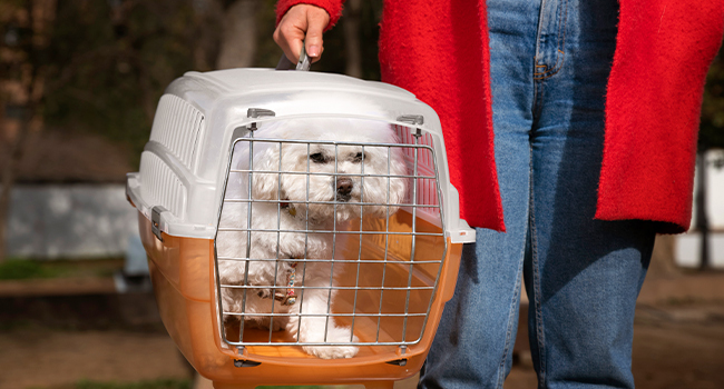 rssimg_68f10878e387f