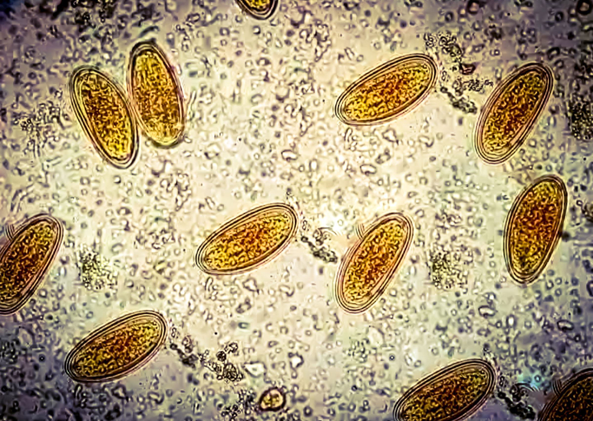 rssimg_68fb6a4279ff5