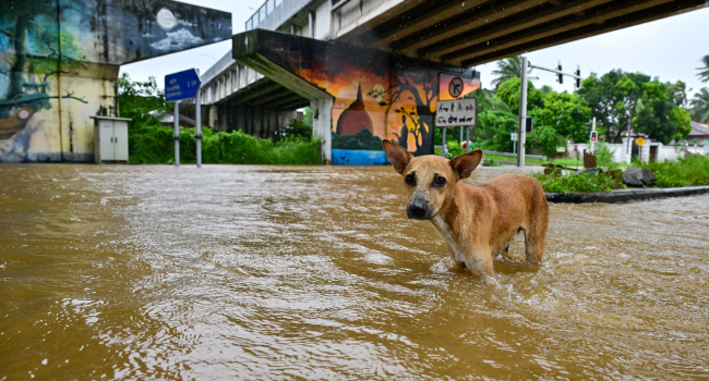 rssimg_6929c7071bbae