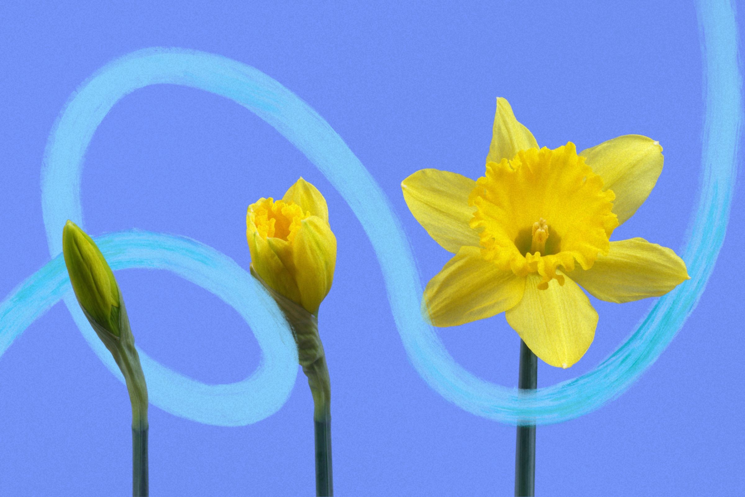 rssimg_69528962364cd