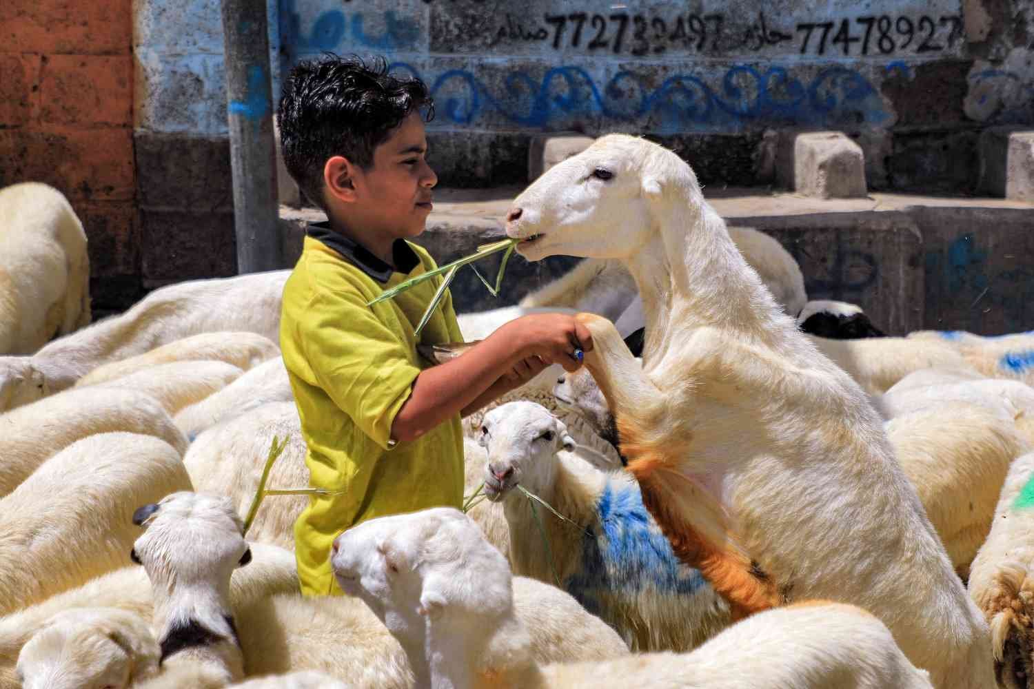 Eid Shoppers Hit By Soaring Sheep Prices In Ivory Coast